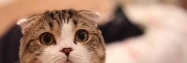 猫咪咳嗽怎么办？猫咪咳嗽的解决办法