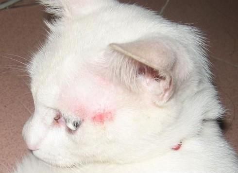 猫咪咳嗽怎么办？猫咪咳嗽的解决办法