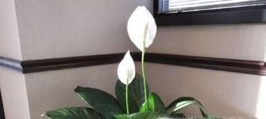 绿色植物光合作用的必备条件