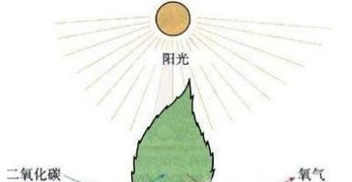 绿色植物光合作用的必备条件