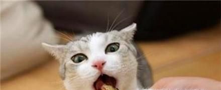 小猫拉稀像一滩水,猫咪拉水便怎么办