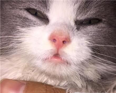 小猫拉稀像一滩水,猫咪拉水便怎么办