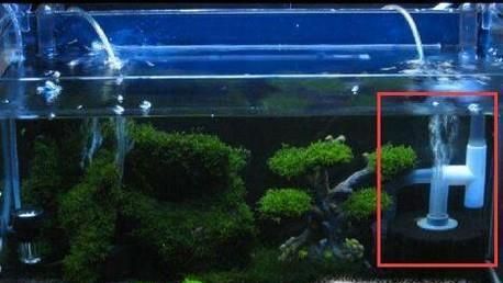 怎样养好观赏虾
