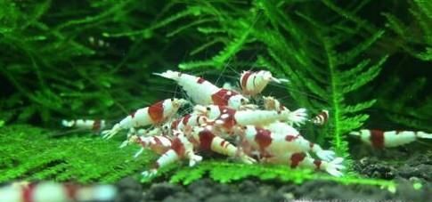 怎样养好观赏虾