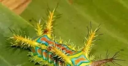 洋辣子是什么？为什么卖这么贵？