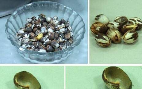 洋辣子是什么？为什么卖这么贵？