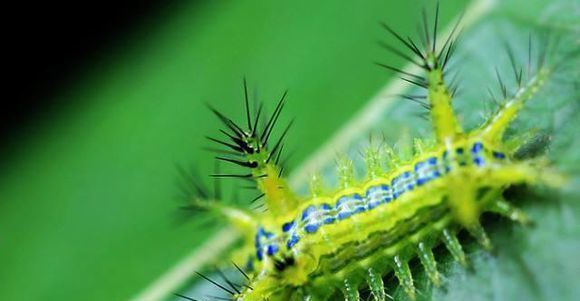 洋辣子是什么？为什么卖这么贵？