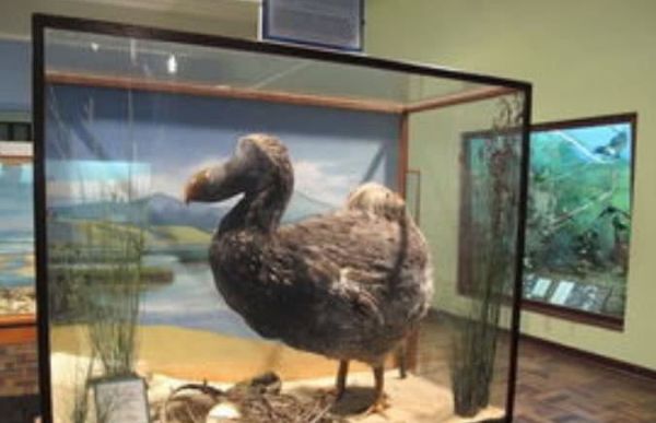 20世纪被人类灭绝的10种动物，近代已灭绝的动物图片