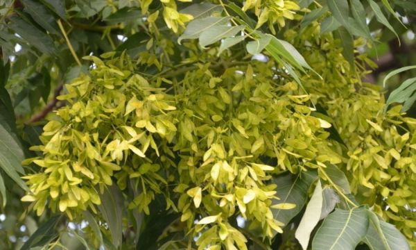 农村常见的臭椿树有什么作用?开花图片是什么样的