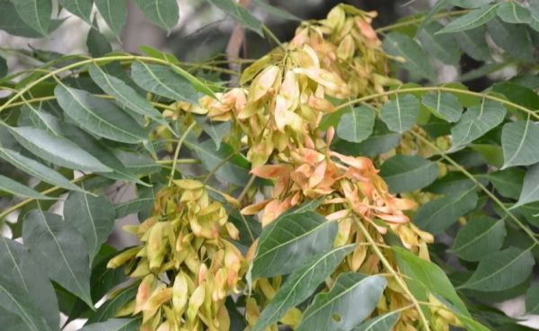 农村常见的臭椿树有什么作用?开花图片是什么样的