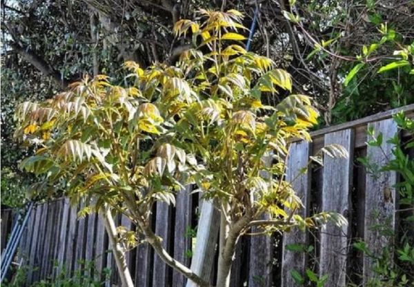 农村常见的臭椿树有什么作用?开花图片是什么样的