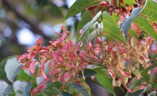 农村常见的臭椿树有什么作用?开花图片是什么样的