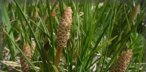 问荆草功效与作用图片,农村里面常见吗?