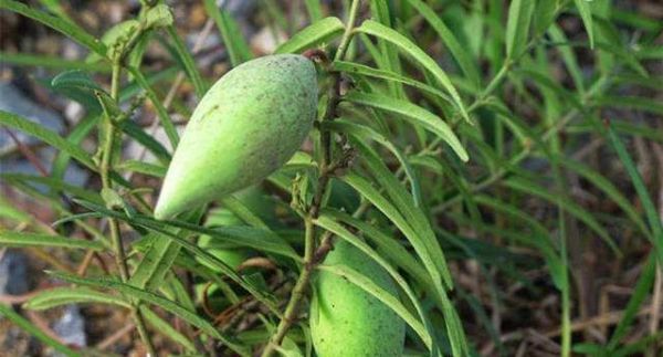 问荆草功效与作用图片,农村里面常见吗?