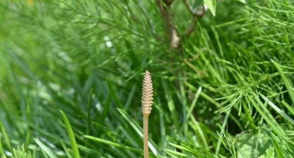 问荆草功效与作用图片,农村里面常见吗?