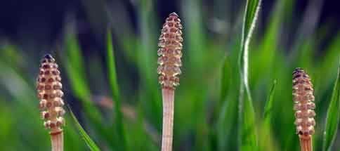 问荆草功效与作用图片,农村里面常见吗?