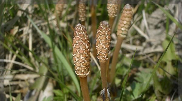 问荆草功效与作用图片,农村里面常见吗?