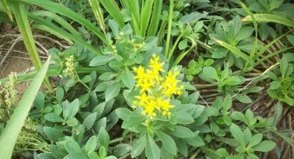 经常食用救心菜有什么功效?