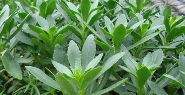 经常食用救心菜有什么功效?