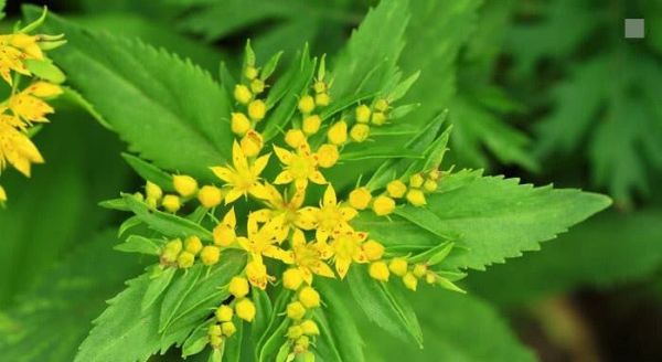 经常食用救心菜有什么功效?