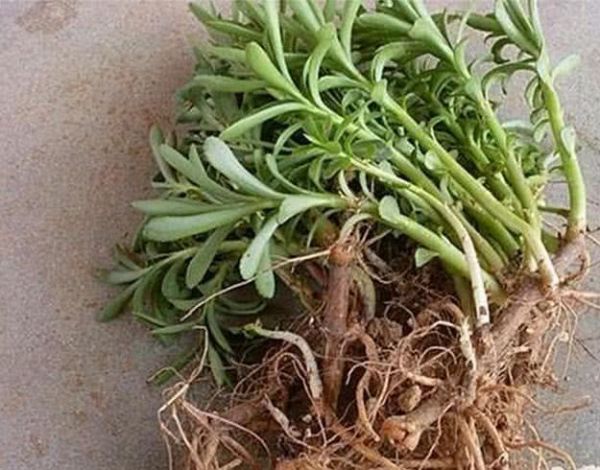 经常食用救心菜有什么功效?