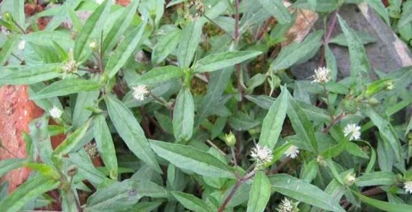 旱莲草熬水洗头的功效