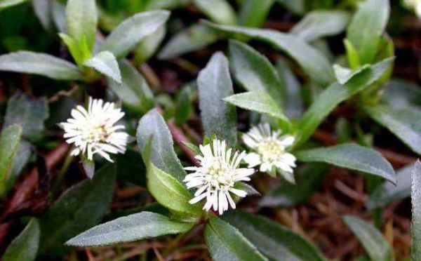 旱莲草熬水洗头的功效