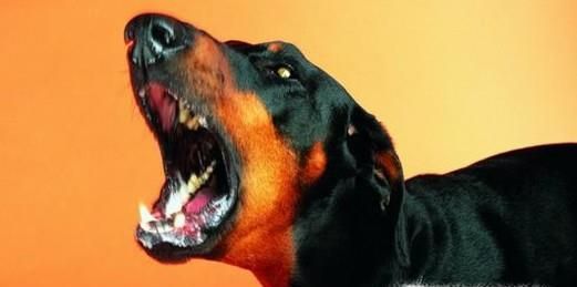 地震前的预兆有哪些