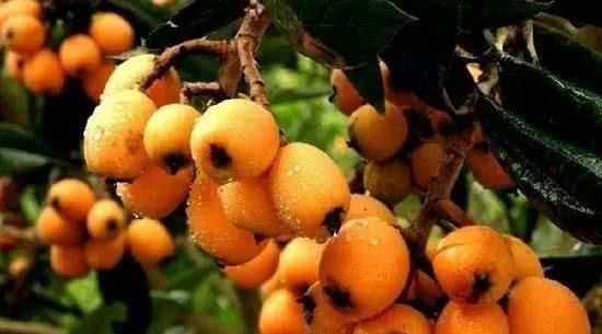 多吃哪些水果对身体好？