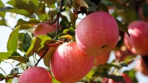 多吃哪些水果对身体好？