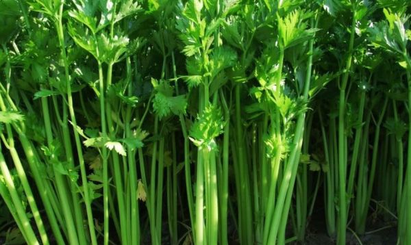 吃芹菜有什么好处，不能和什么一起吃？