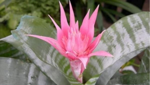 家里放什么花好