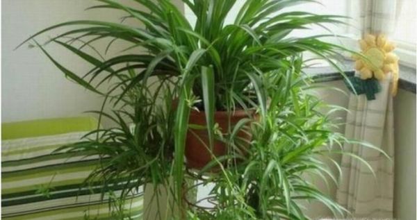 家里放什么花好