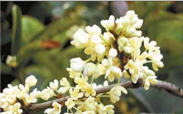 家里放什么花好