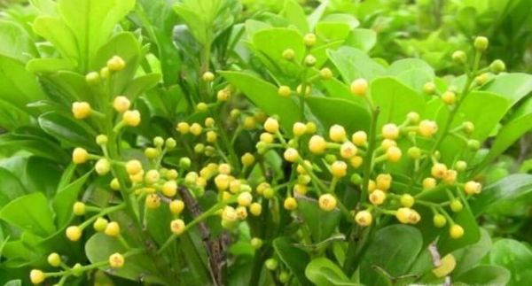 家里放什么花好