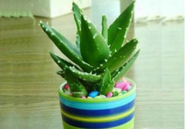 家里放什么花好