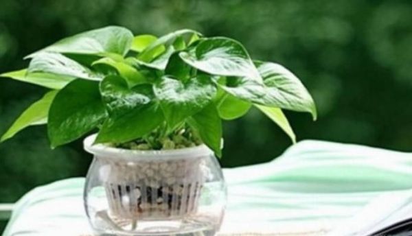 家里放什么花好