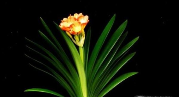 家里放什么花好