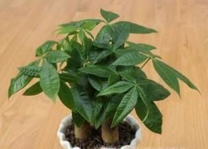 家里放什么花好