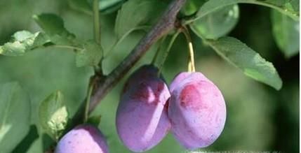 西梅的功效与作用有哪些