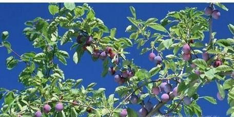 西梅的功效与作用有哪些