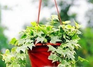 家里放什么花好