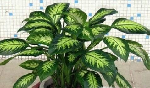 家里放什么花好