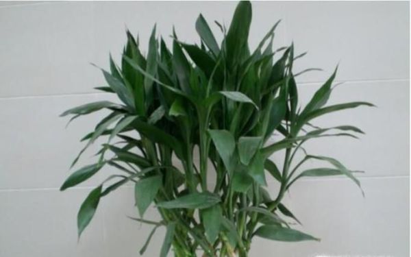 家里放什么花好