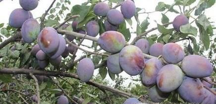 西梅的功效与作用有哪些