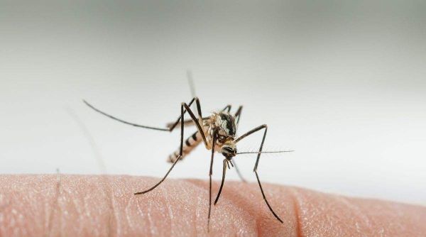 蚊子咬了为什么会痒?