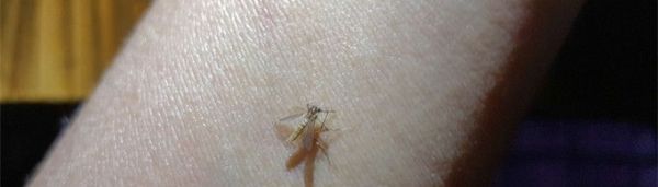 蚊子咬了为什么会痒?