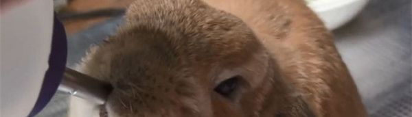 兔子为什么不能喝水?