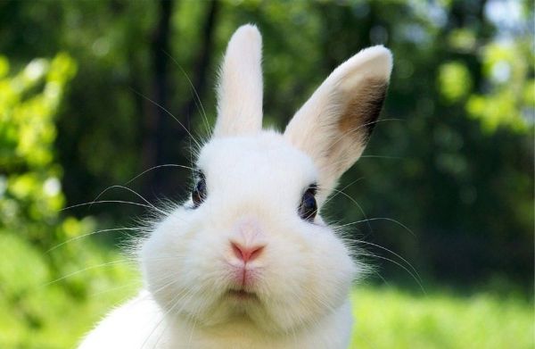 兔子为什么不能喝水?