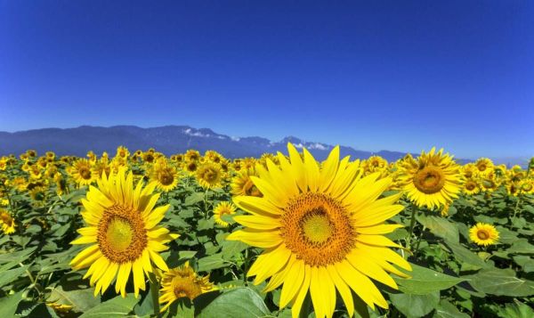 向日葵为何会随着太阳转动?